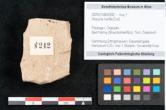 Foto (Objekt + Etikett) von Sequoia hardtii Endl. (NHMW-GEO-2024-0188-8242)